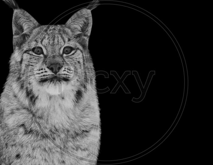 Dangerous Wild Lynx Closeup In The Dark Background