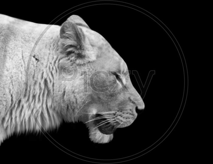 White Angry Lion Face On The Black Background