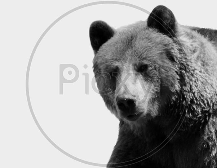 Big Dangerous Grizzly Bear Closeup In The White Background