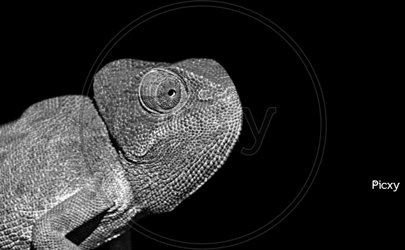 Black And White Chameleons Closeup In The Black Background