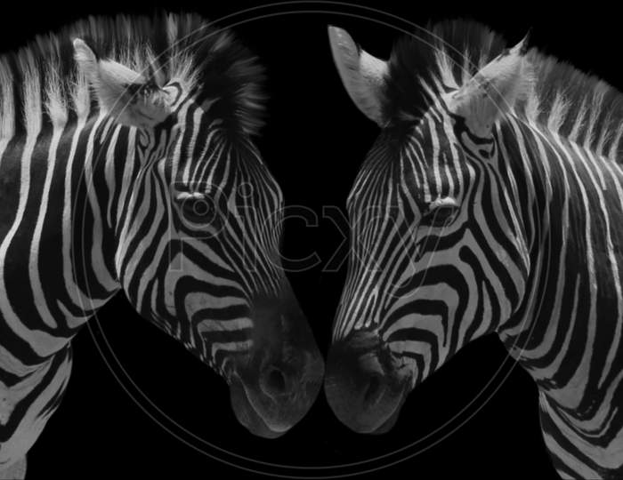 Beautiful Couple Zebra Loving In The Black Background