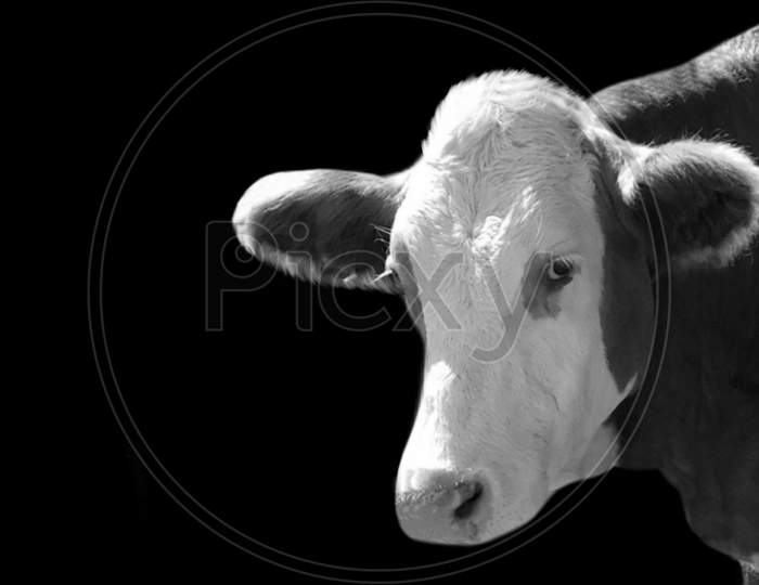 Black And White Cow Portrait In The Black Background