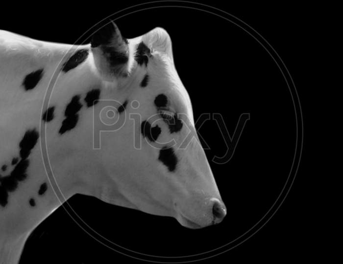 Beautiful White Cow Face With Black Spots