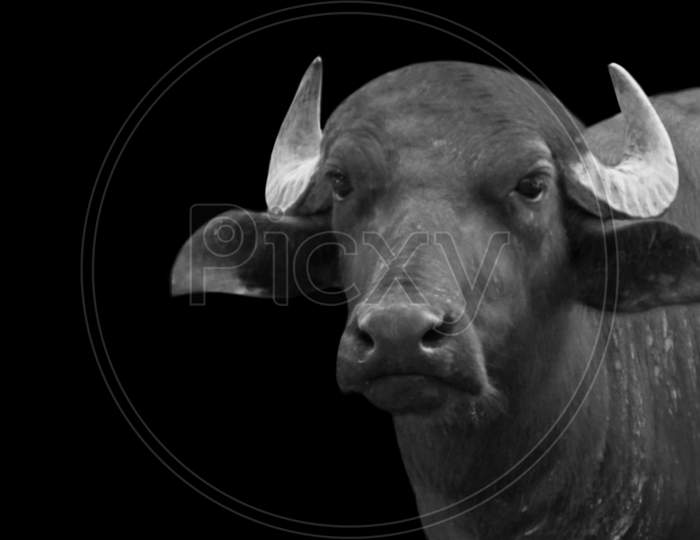 Image of Black And White Buffalo Face In The Black Background