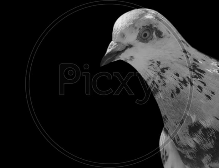 Spotted Pigeon Portrait On The Dark Background