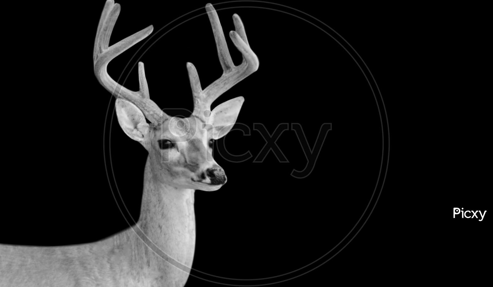 Deer Portrait In The Dark Background