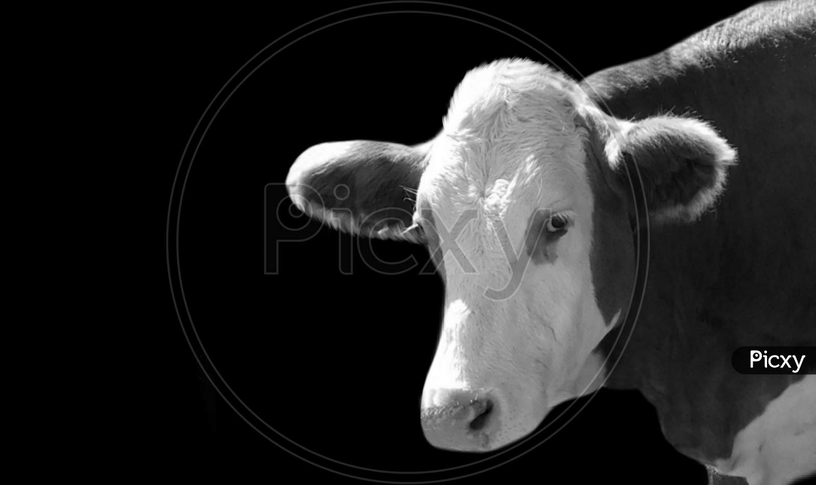 Black And White Cow Portrait In The Black Background