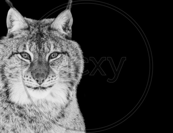 Dangerous Solitary Lynx Cat Closeup In The Black Background