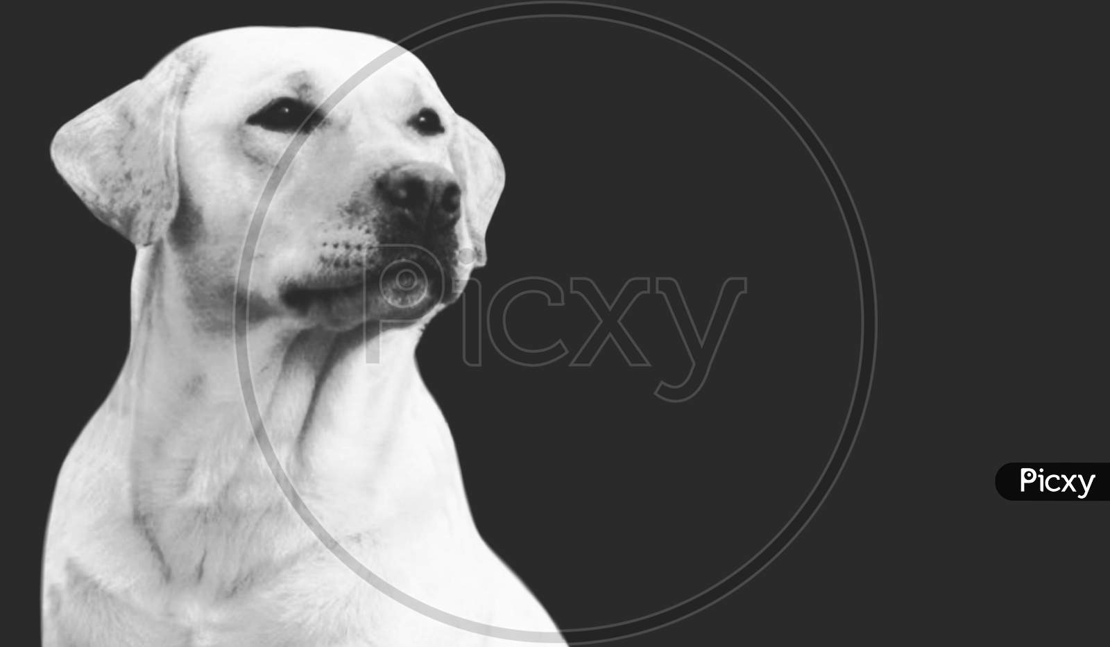 Beautiful Smart Labrador Retriever Dog Closeup On The Dark Background
