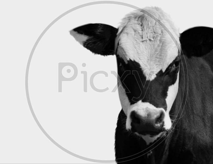 Black And White Color Cow Face In The White Background