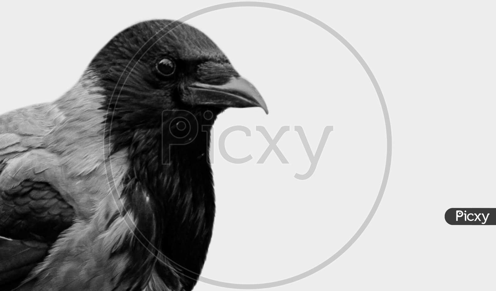 Black And White Crow Face In The White Background