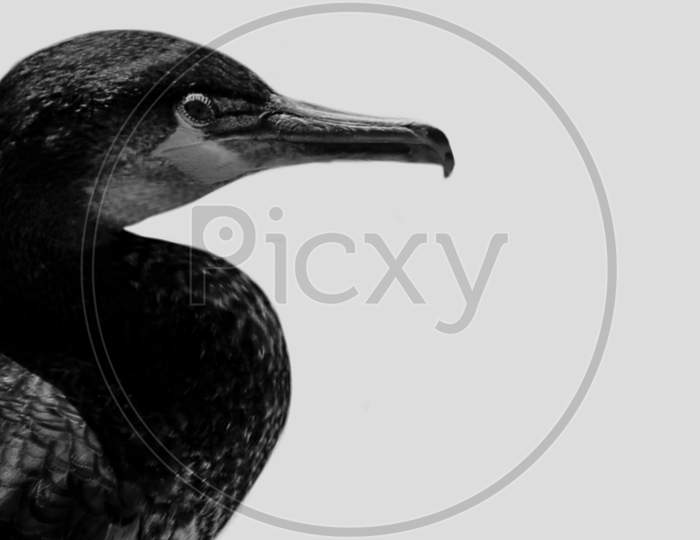 Black And White Great Cormorant Closeup In The White Background