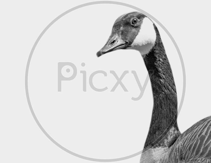 Black And White Goose In The White Background