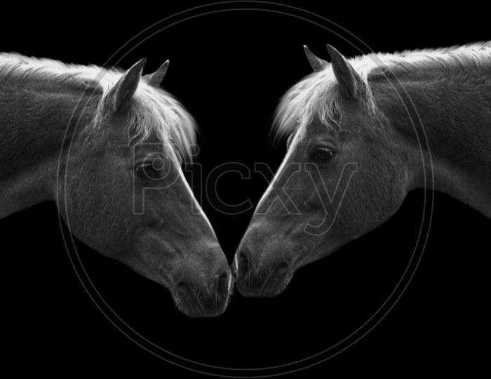 Beautiful Couple Horse Closeup In The Black Background