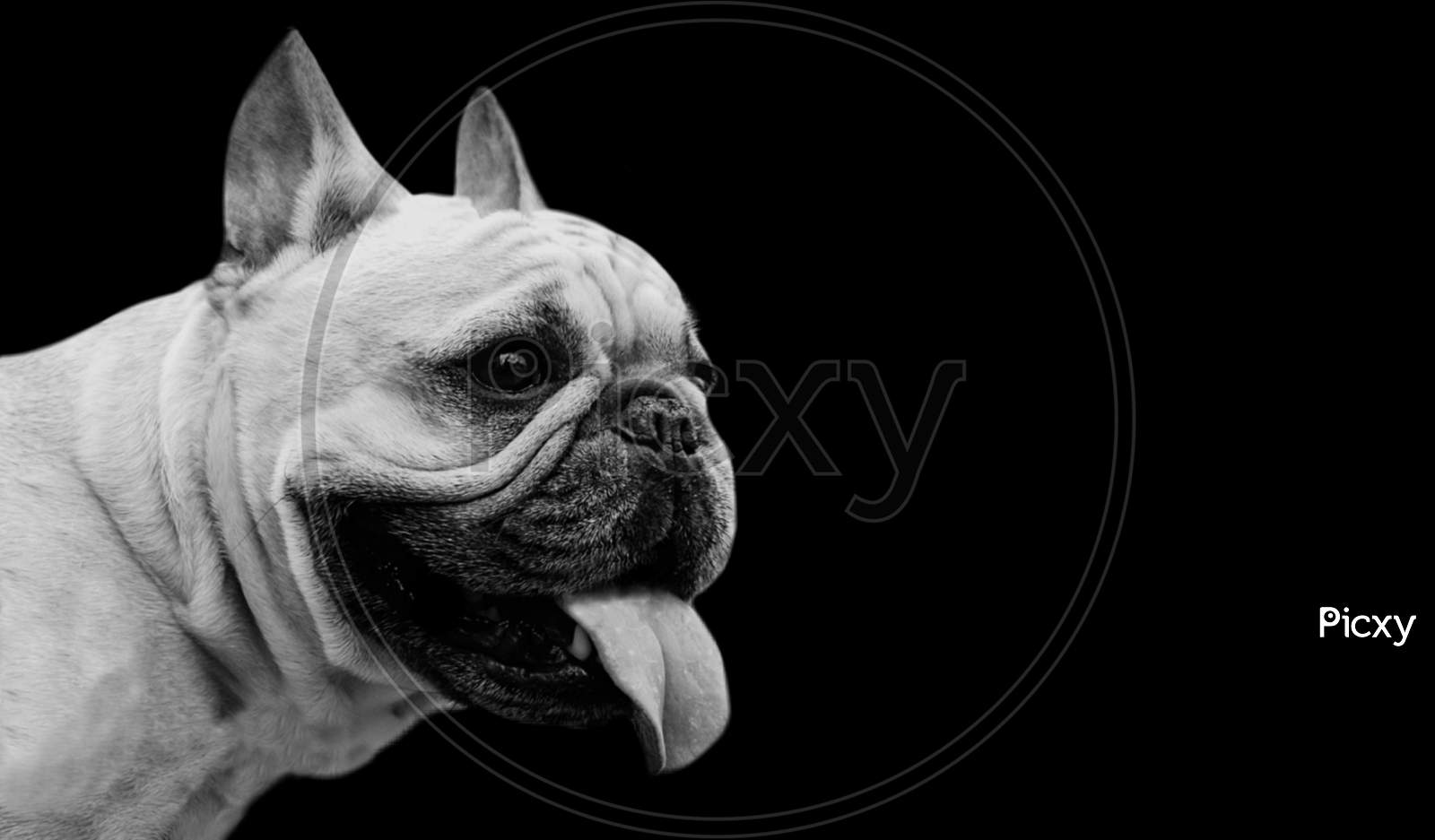 French Bulldog Cute Face In The Black Background