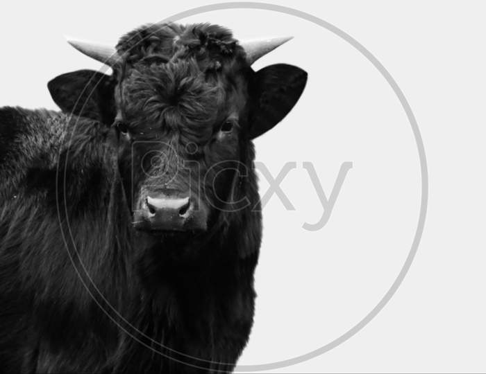 Cute Black Cow Closeup Face In The White Background