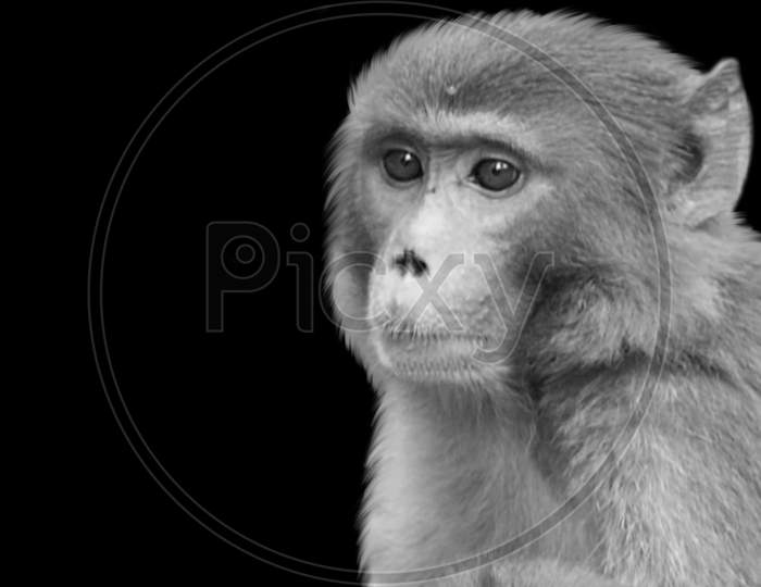 Black And White Monkey Cute Face