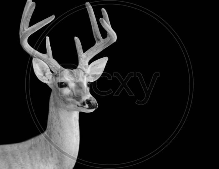 Deer Portrait In The Dark Background