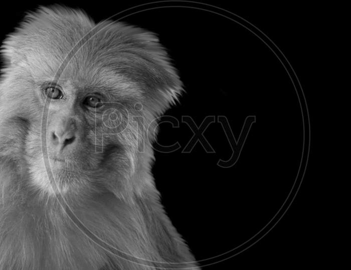Beautiful Black And White Monkey Closeup In The Black Background
