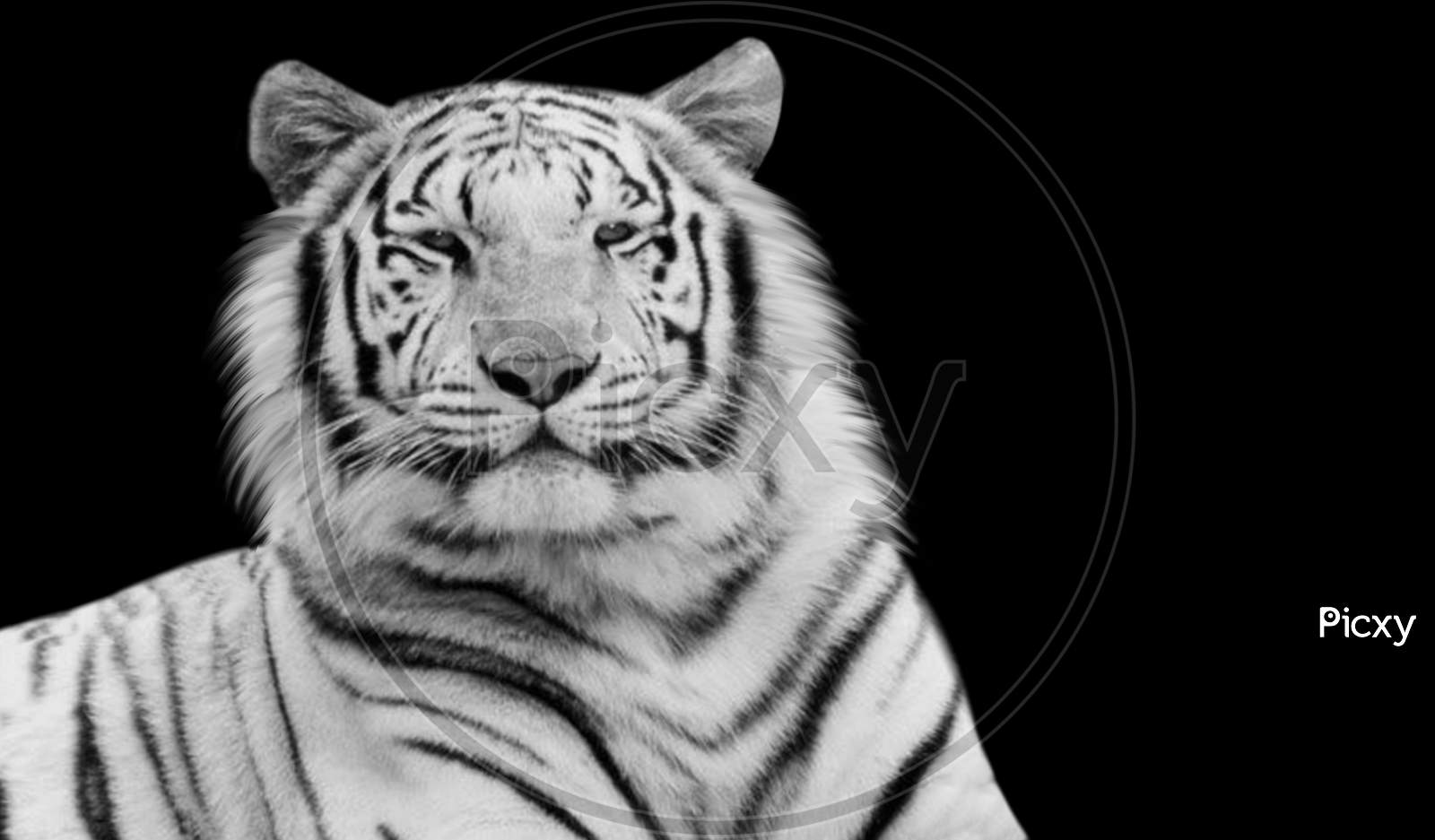 Beautiful White Tiger Sitting On The Black Background