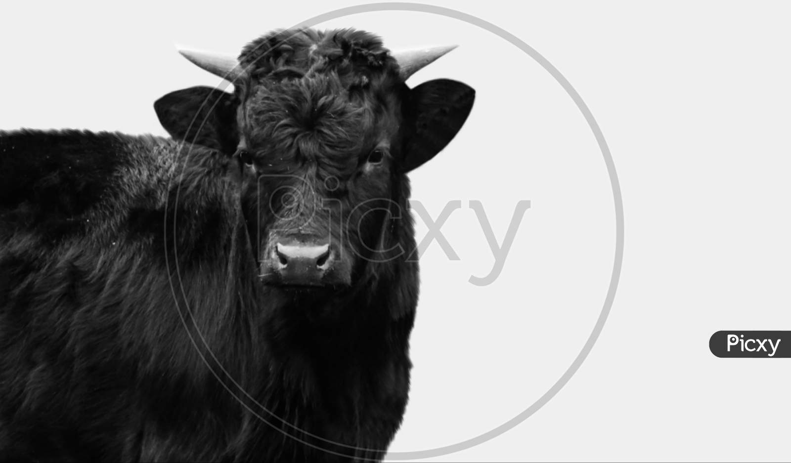Cute Black Cow Closeup Face In The White Background
