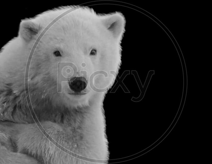 Cute Funny Polar Bear Closeup In The Black Background