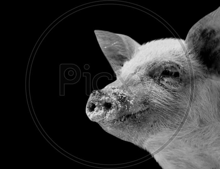 Cute Little Pig Closeup Face In The Dark Background