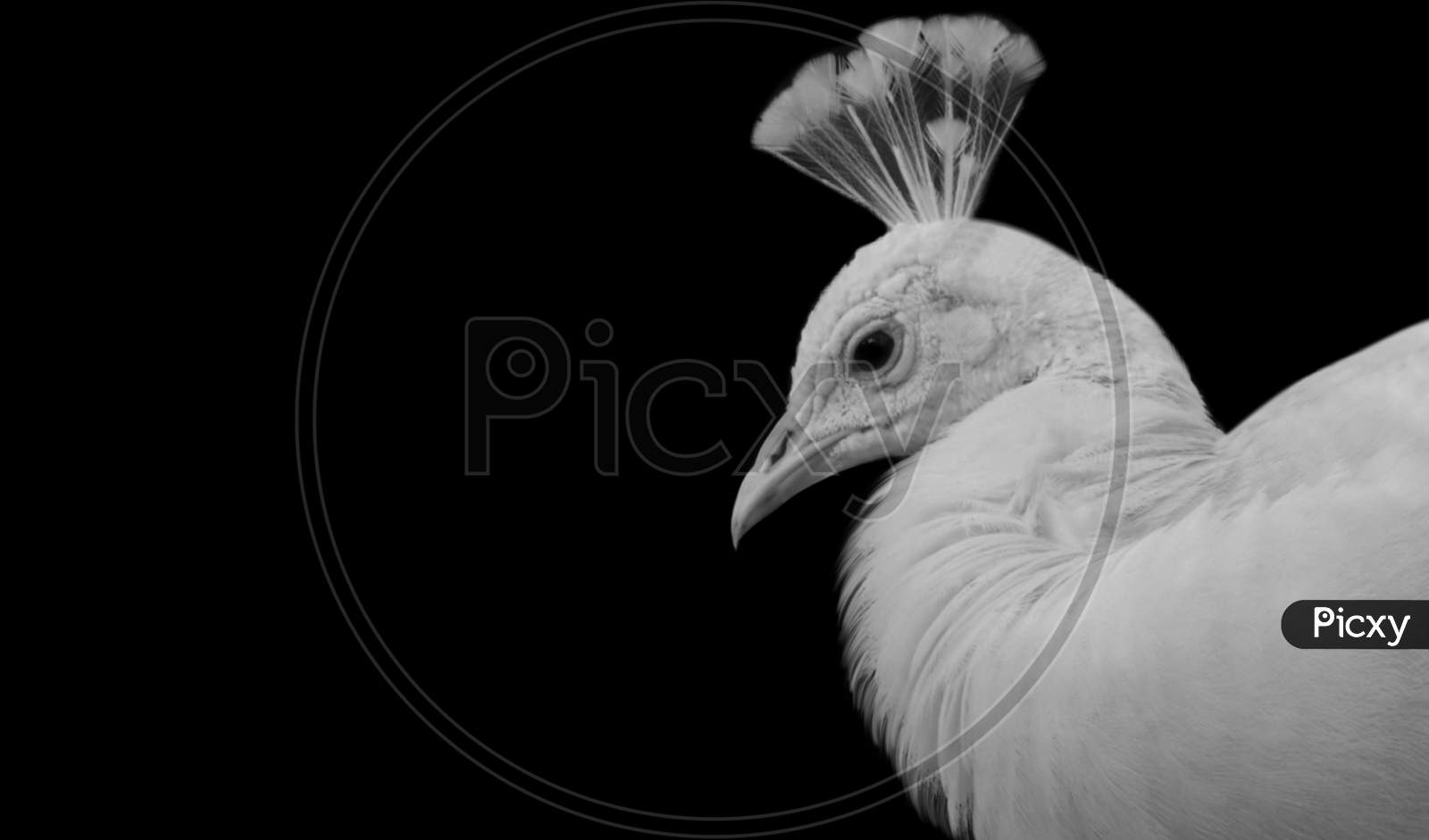 Very Beautiful White Peacock Face On The Dark Background