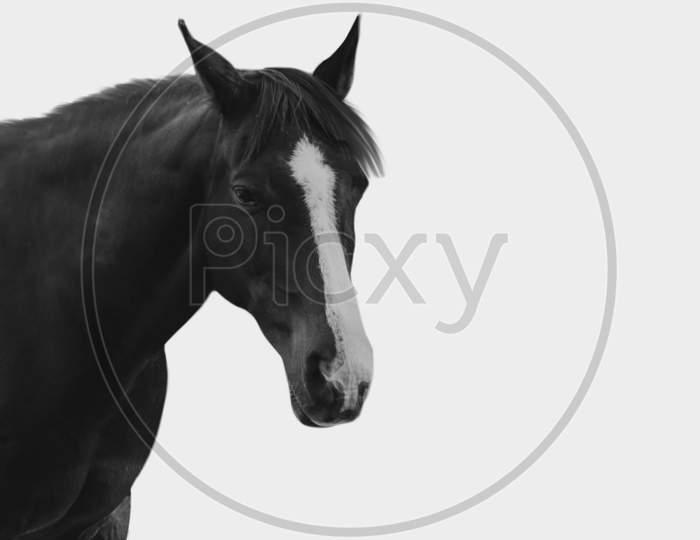 Black Horse Face Isolated In The White Background