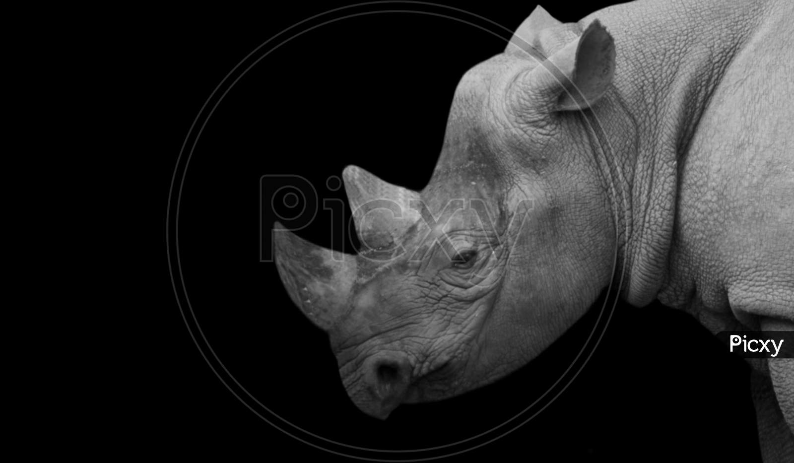 Big Horn Rhino Portrait On The Dark Background