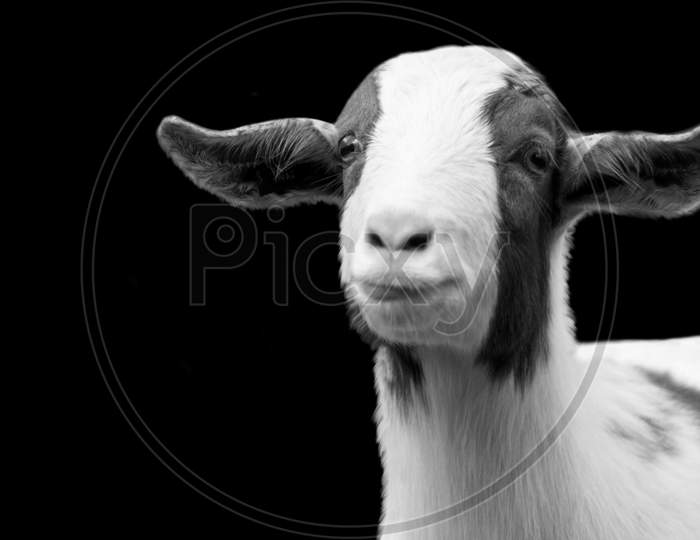 Cute Black And White Goat Portrait In The Dark Background