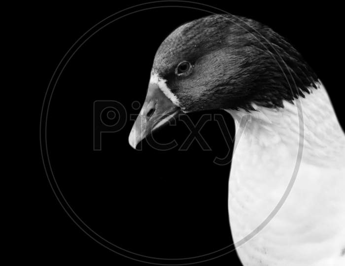 Cute Black And White Goose Bird In The Black Background
