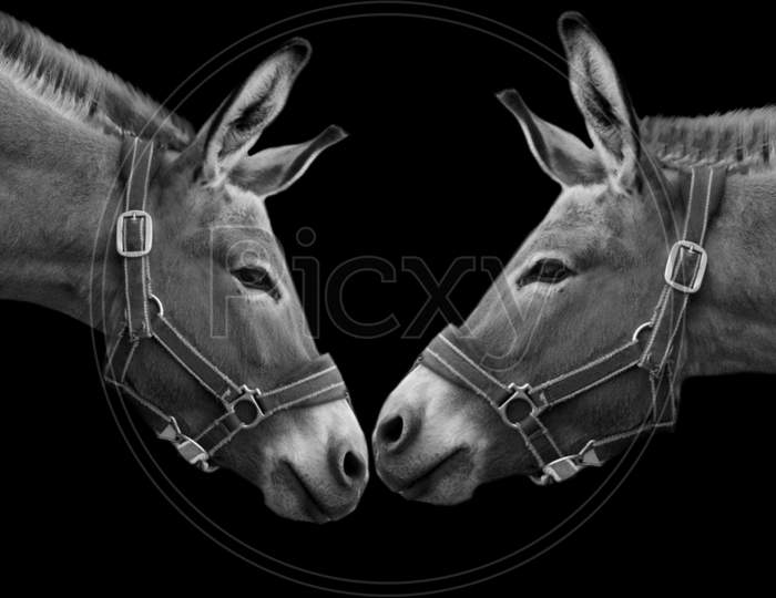 Two Couple Donkey Close Together In The Black Background