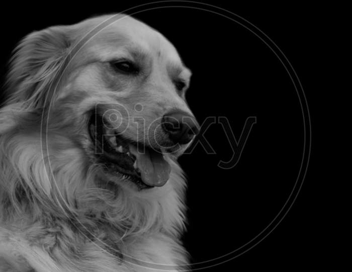 Black And White Golden Retriever Dog Face In The Black Background