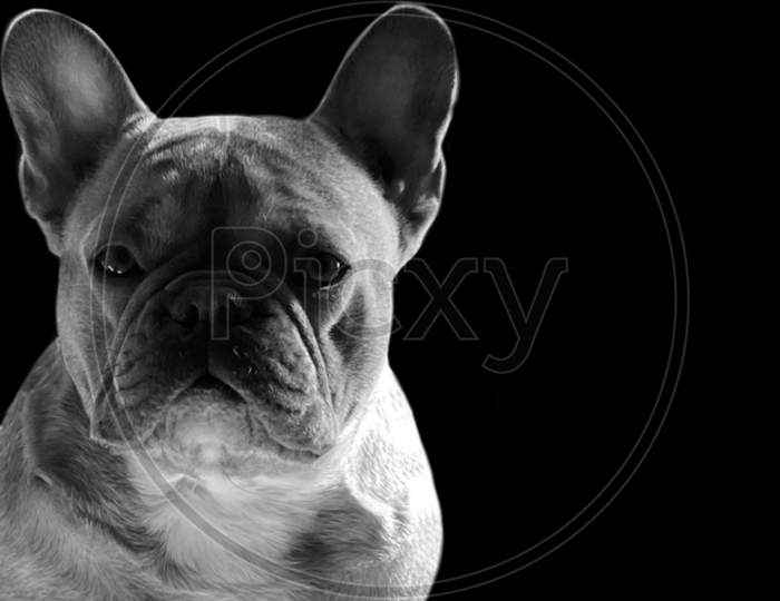 Black And White French Bulldog Portrait In The Black Background