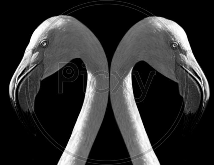 Two Beautiful Flamingo Bird Closeup In The Black Background