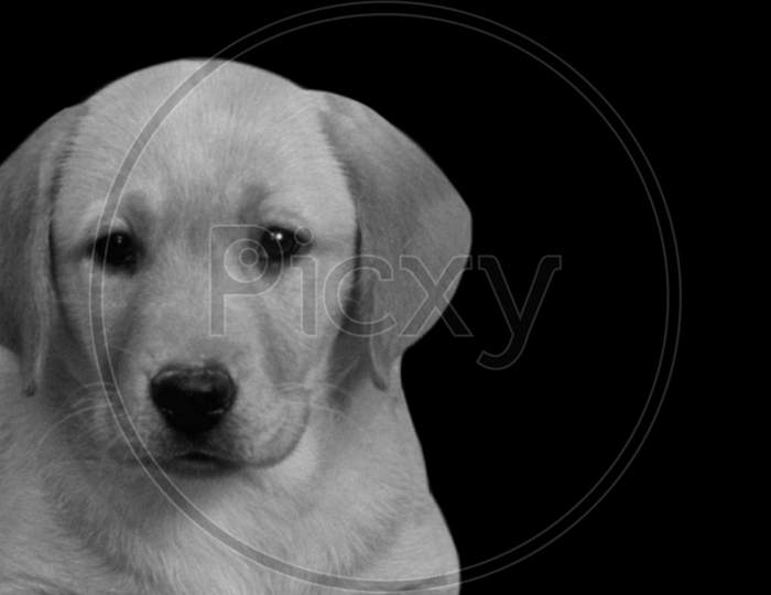 Cute Labrador Retriever Puppy Sitting And Looking To A Camera