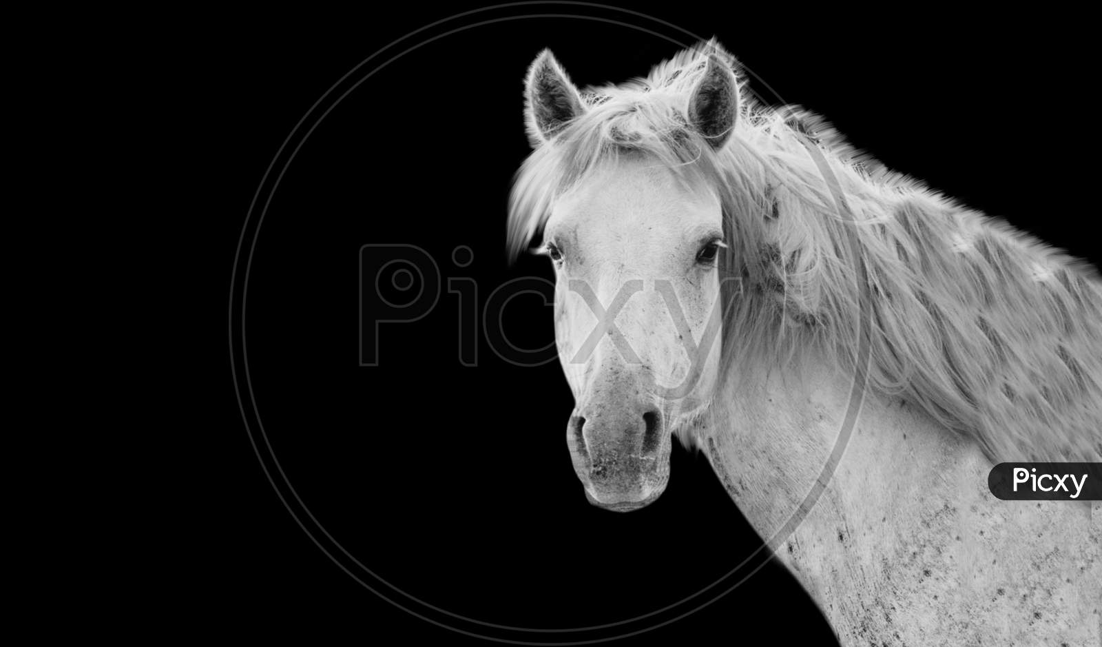 Beautiful White Horse With Big Hair In The Dark Background