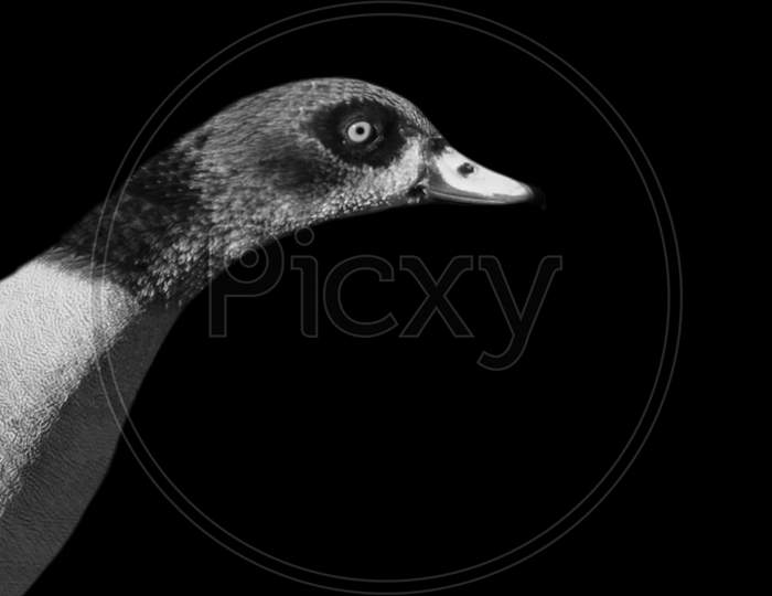 Duck Portrait Face In The Black Background