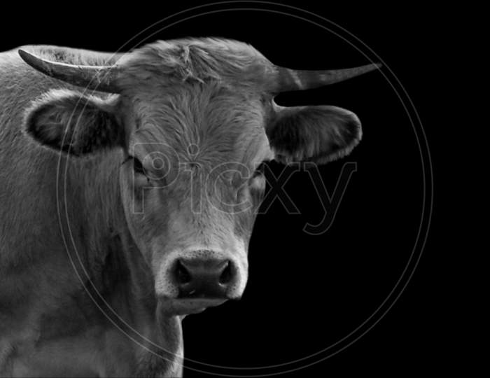 Adult Black And White Cow Portrait On The Black Background