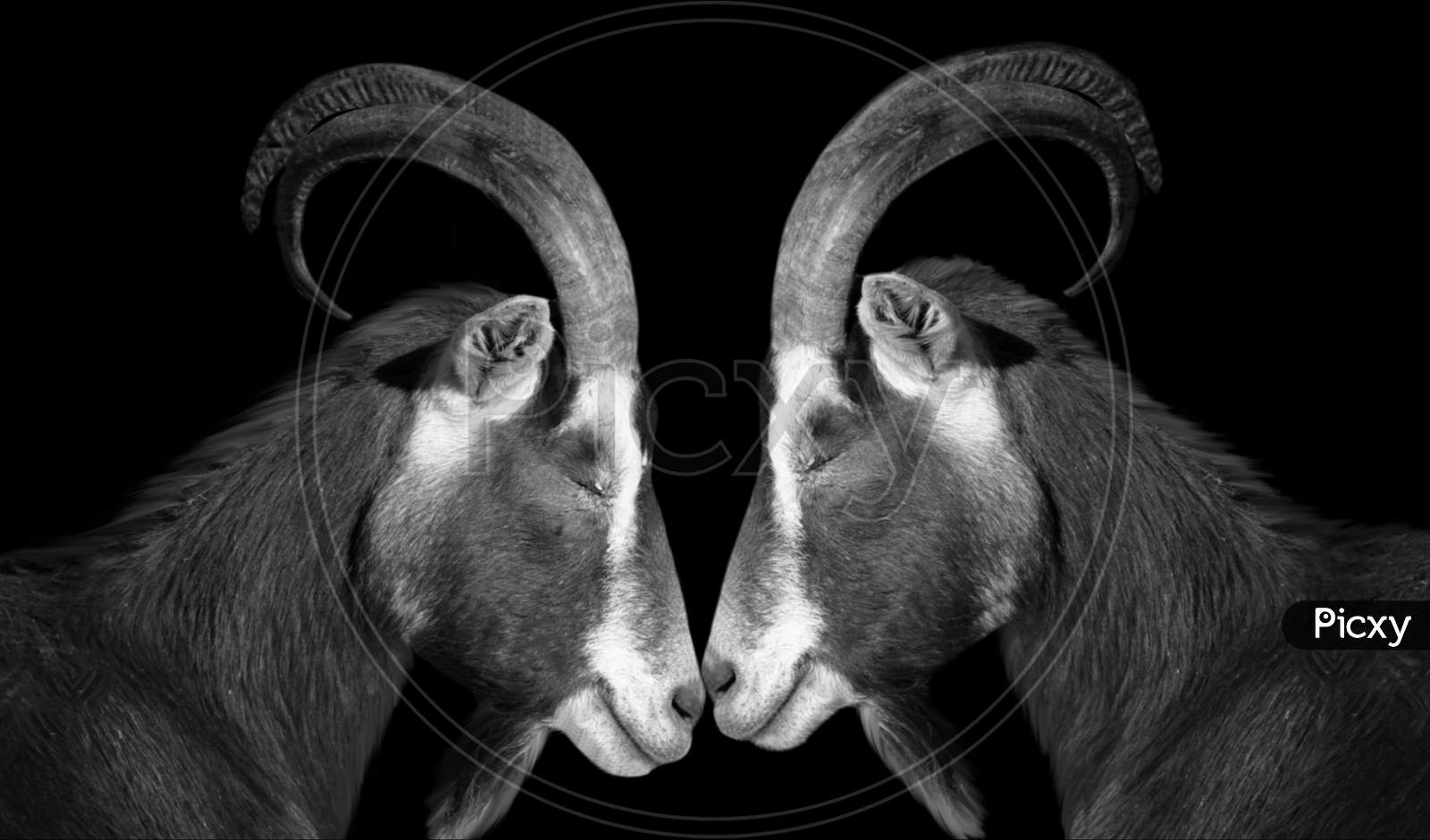 Captivating Can Goats See In The Dark Capture Art Captivating Can Goats See In The Dark Capture Art