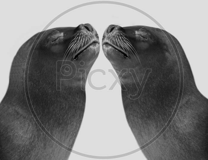 Two Black Sealion Closeup In The White Background