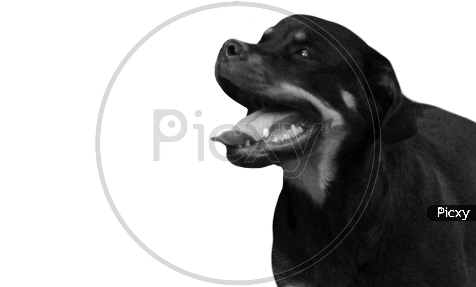 Cute Black Rottweiler Dog Face In The White Background