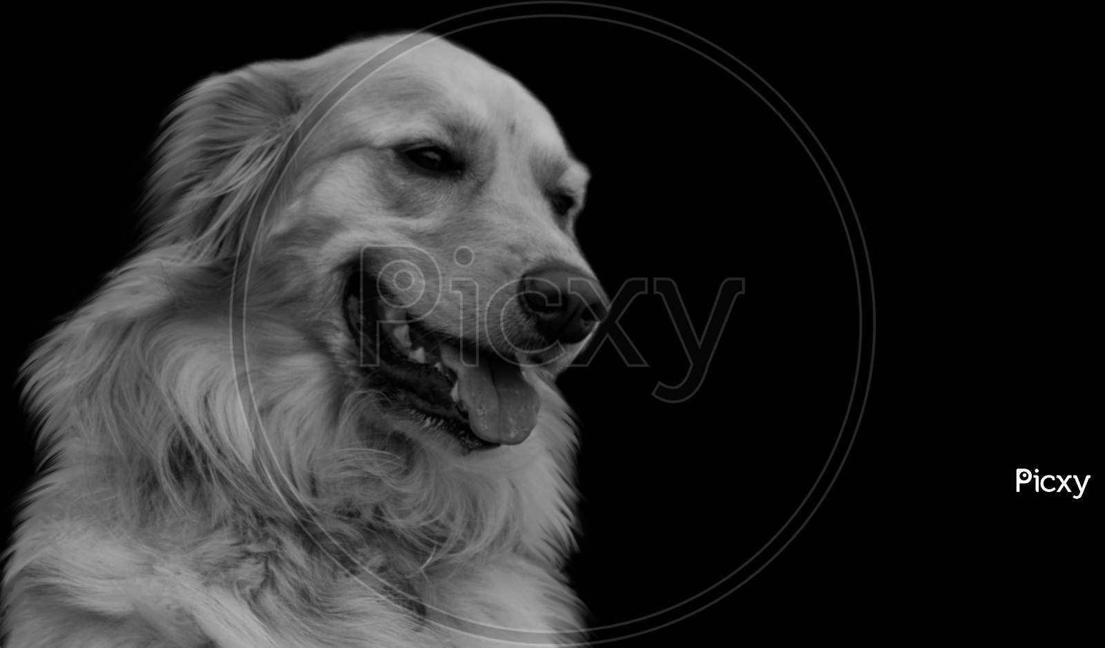 Black And White Golden Retriever Dog Face In The Black Background