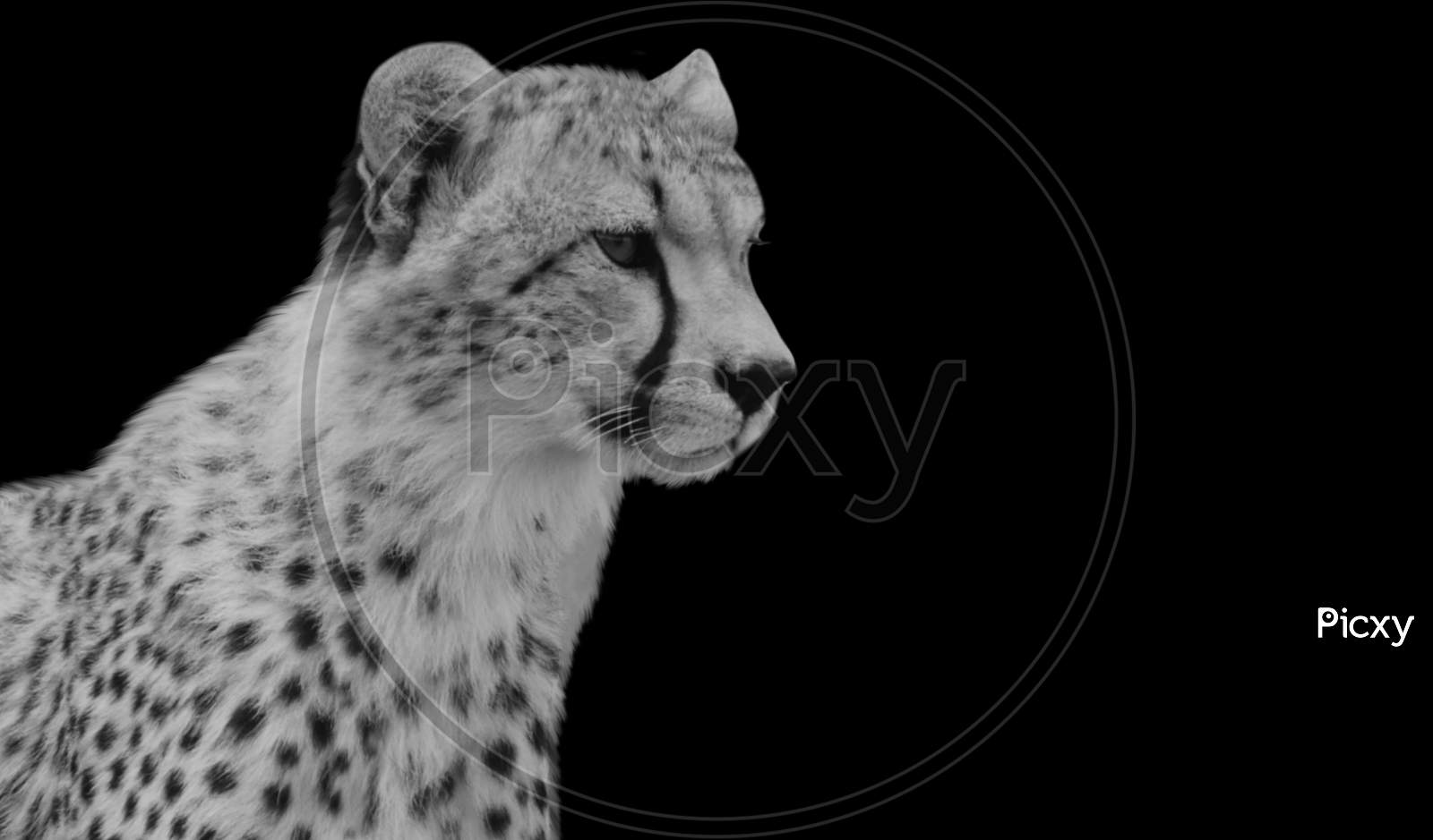 Dangerous Cheetah Sitting In The Black Background