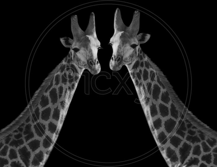 Two Couple Giraffe Closeup In The Black Background