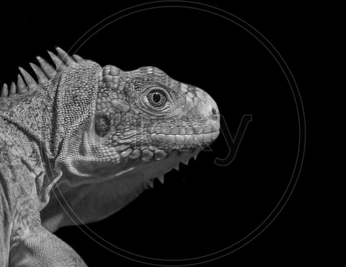 Black And White Lesser Antillean Iguana Face In The Black Background