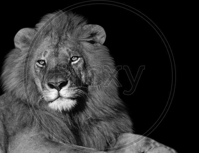 Amazing Lion Resting In The Dark Background