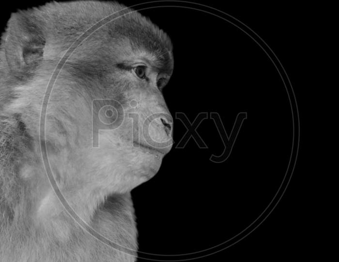 Happy Monkey Cute Face In The Black Background