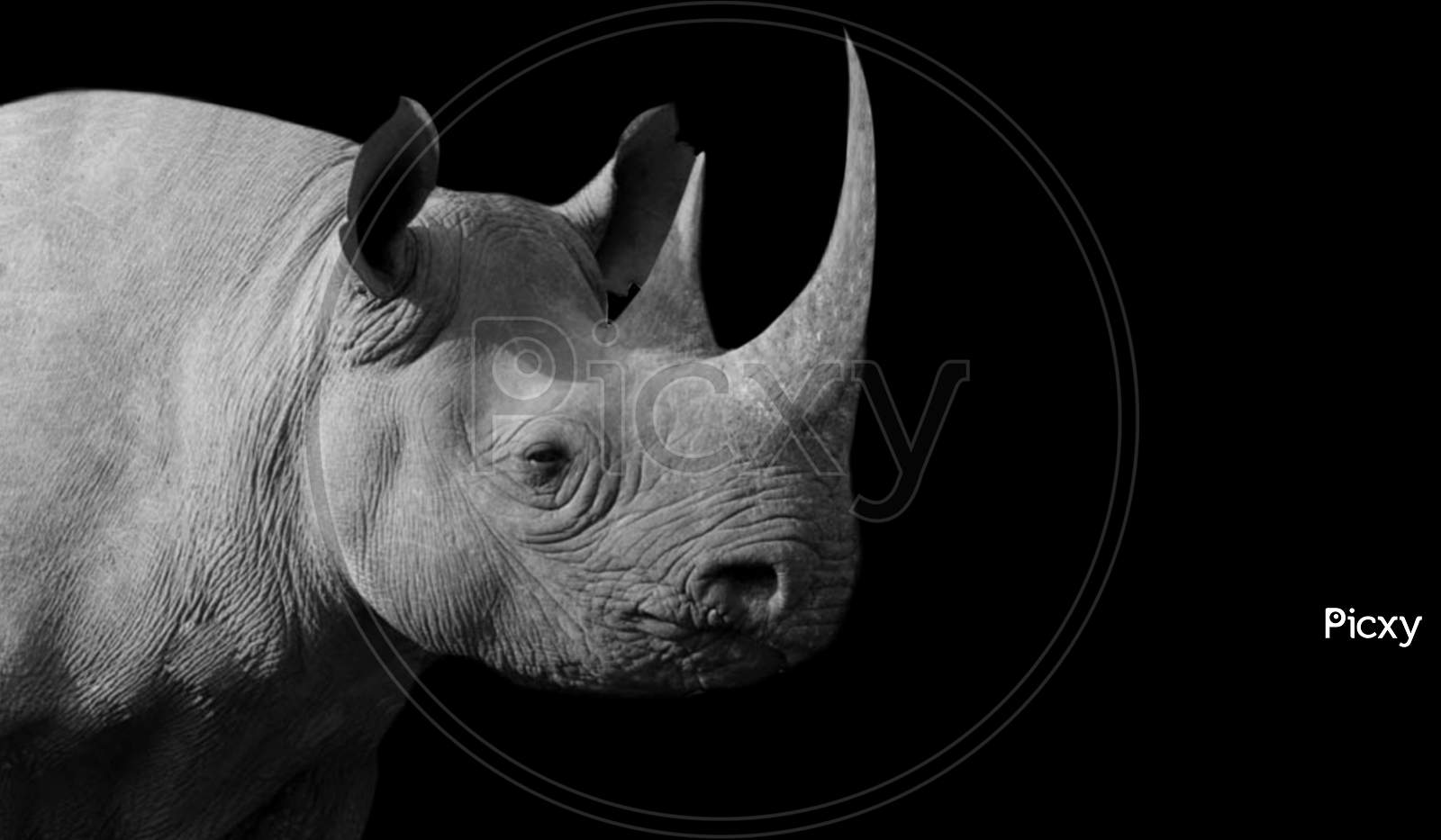 Long Horn Rhino Closeup On The Dark Background
